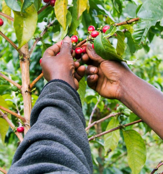 Coffee Cooperatives in Kenya
