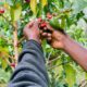 Coffee Cooperatives in Kenya