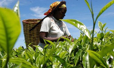 TEA FARMING IN KENYA