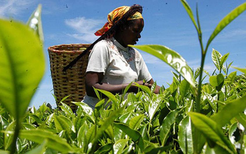 TEA FARMING IN KENYA