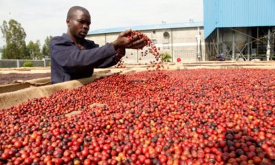 Kenyan coffee