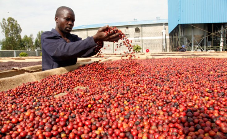 Kenyan coffee
