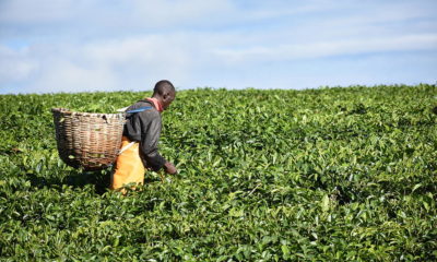 tea-picking-kenya