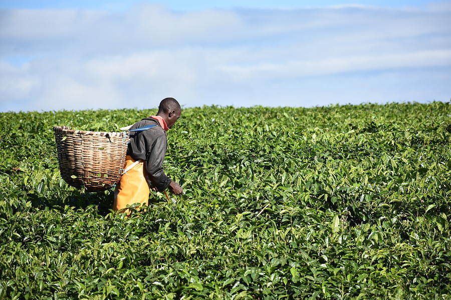 tea-picking-kenya
