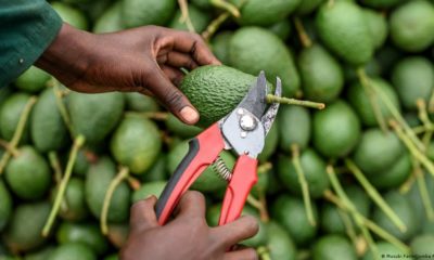 Avocado Farming In Kenya