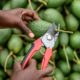 Avocado Farming In Kenya