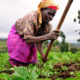 A farmer weeding her farm in Kenya.jpg