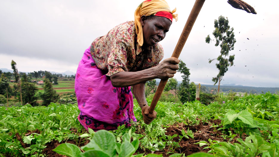 A farmer weeding her farm in Kenya.jpg